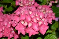 DSC_0115